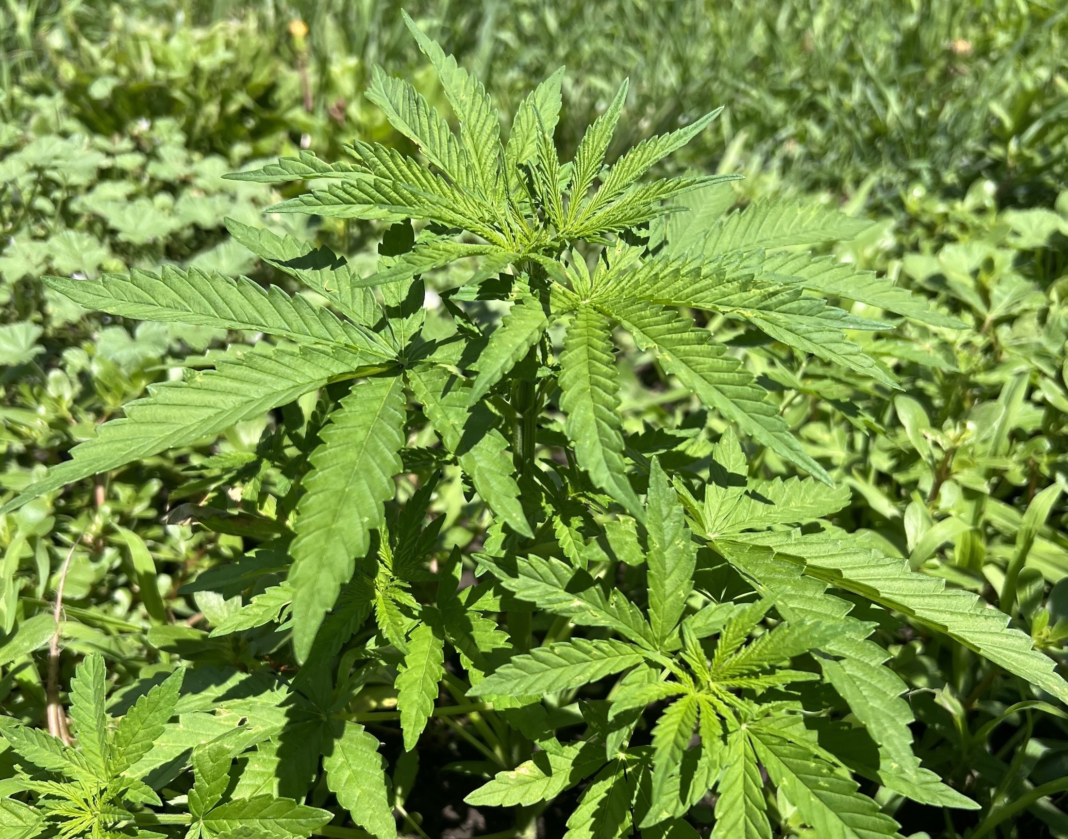 Cannabis rescheduling confusion Cannabis rescheduling confusion