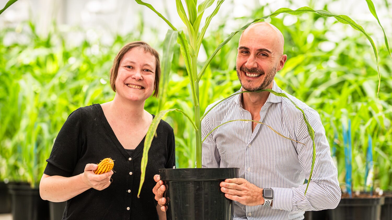 Rainbow Crops raises .25m to scale AI-guided multiplex gene editing Rainbow Crops raises .25m to scale AI-guided multiplex gene editing
