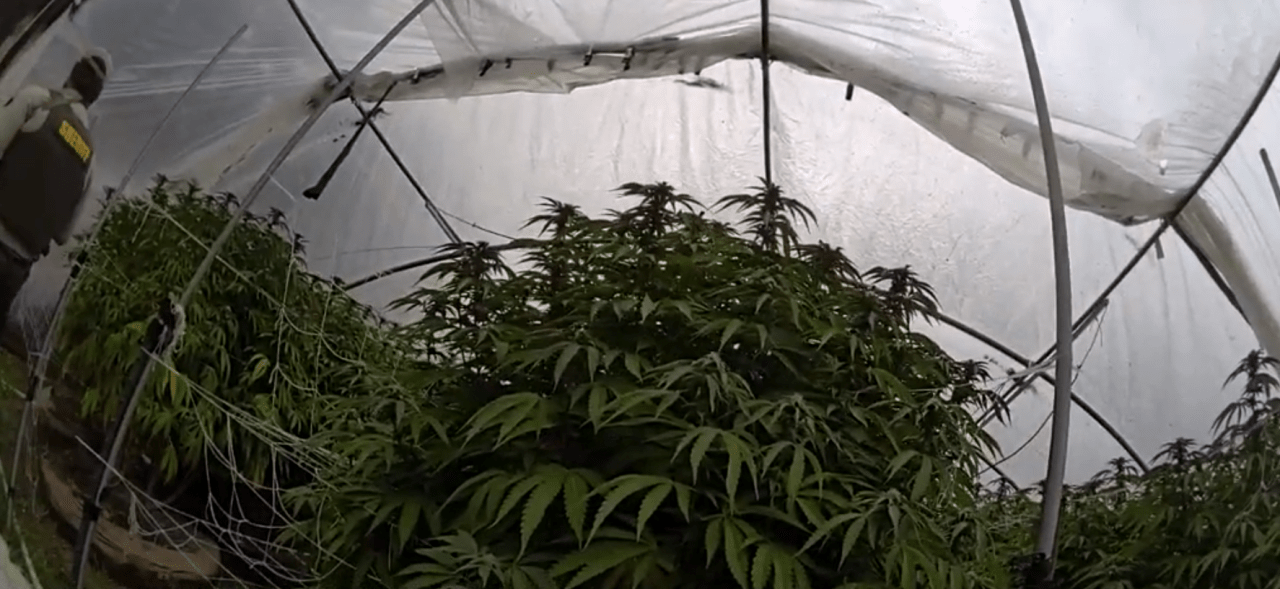 Joint operation in Nevada County results in eradication of nearly 15,000 illegal cannabis plants, 2 arrested Joint operation in Nevada County results in eradication of nearly 15,000 illegal cannabis plants, 2 arrested