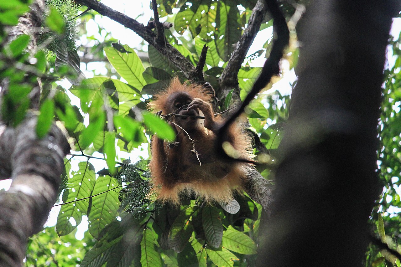 Environmental group intervenes in lawsuit to help orangutans, tigers in Indonesia Environmental group intervenes in lawsuit to help orangutans, tigers in Indonesia