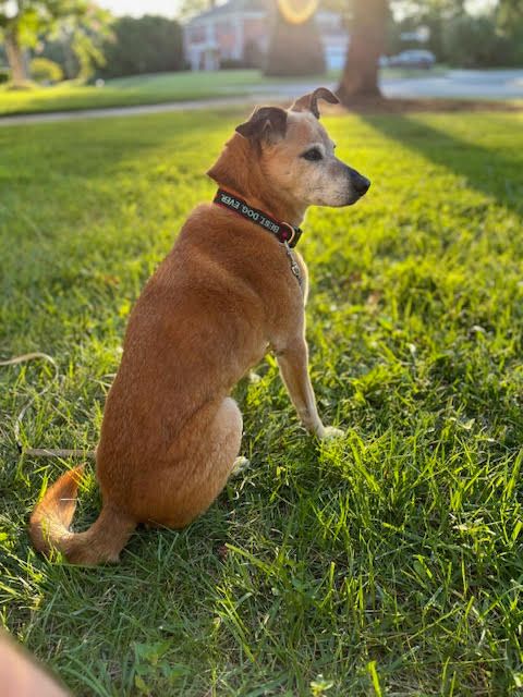 Other Barks & Bites for Friday, June 5: Trump Auto Industry Comments Bolster REPAIR Act; H