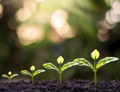 Improving the Environment, One Plant at a Time
