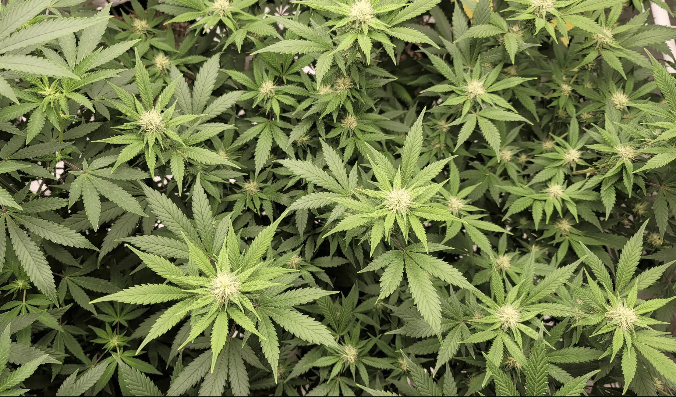 WNBA takes cannabis off banned list & sets player endorsement rules (Newsletter: June 5, 2026)