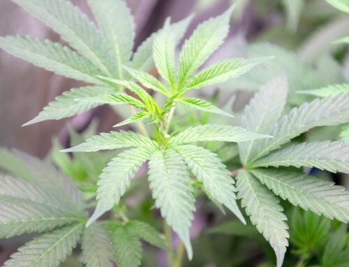 Here’s what federal changes could mean for cannabis laws in Virginia