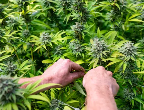VA gov has “productive” cannabis legalization conversations with lawmakers (Newsletter: June 10, 2026)