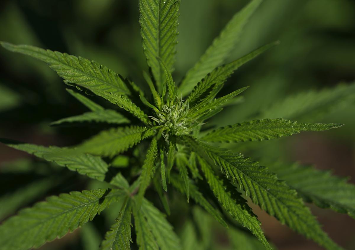 Unlicensed Cannabis Growing Operation Discovered During Law Enforcement Raid at Red Wing Home Unlicensed Cannabis Growing Operation Discovered During Law Enforcement Raid at Red Wing Home