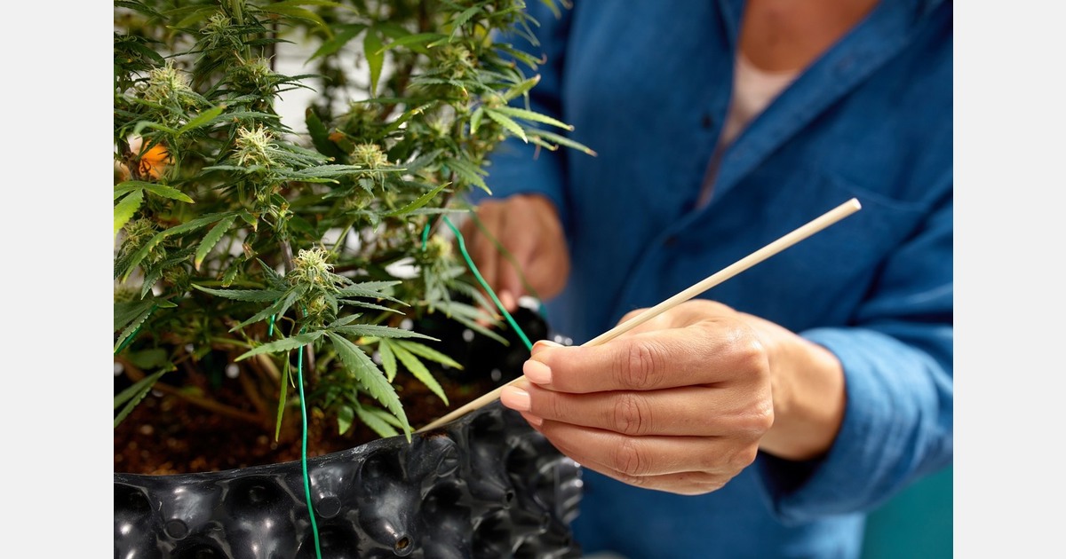 Germany’s drug commissioner backs cannabis pilot projects in break with party line