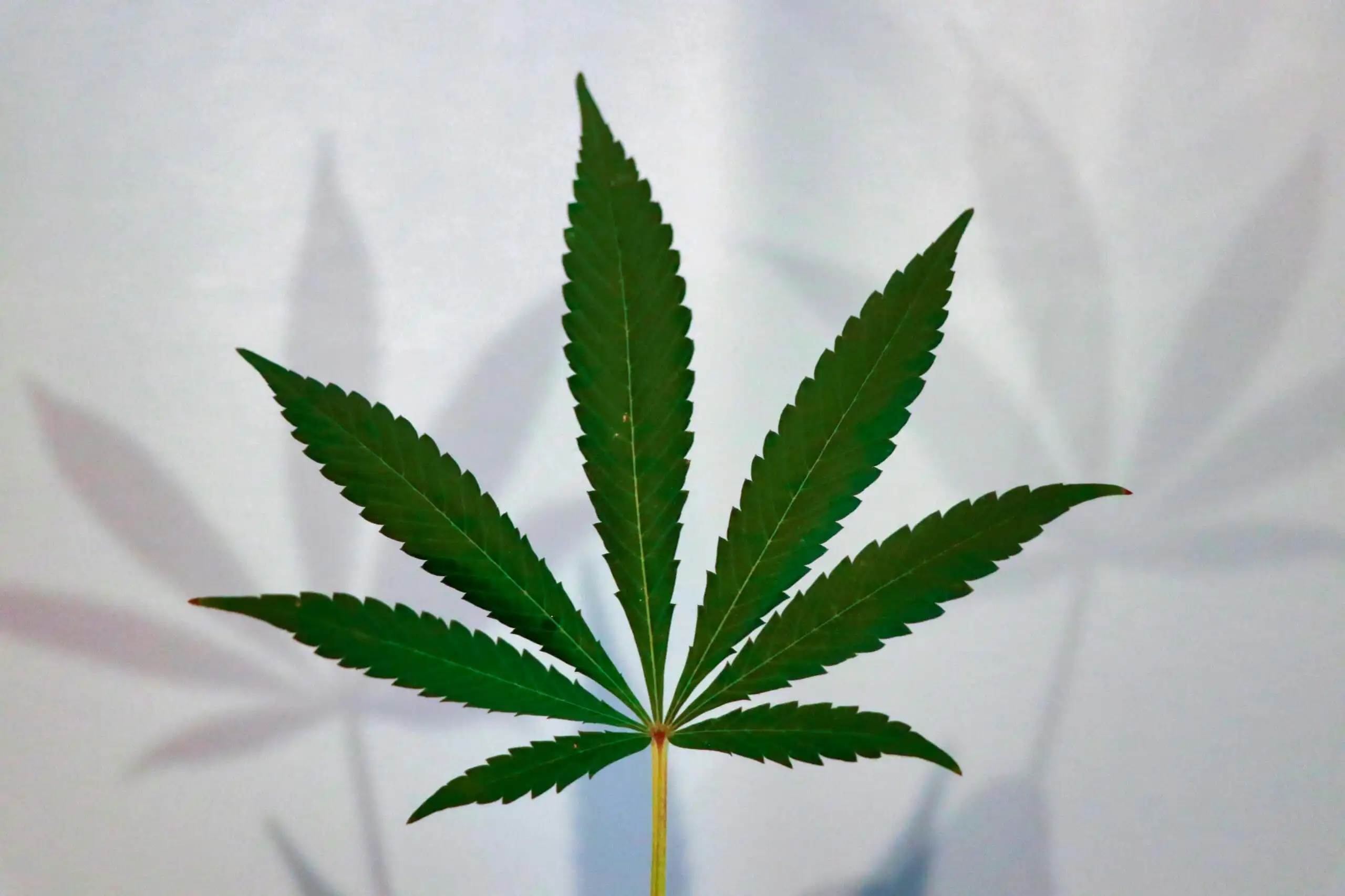 Virginia cannabis sales legalization deal reached (Newsletter: June 15, 2026)