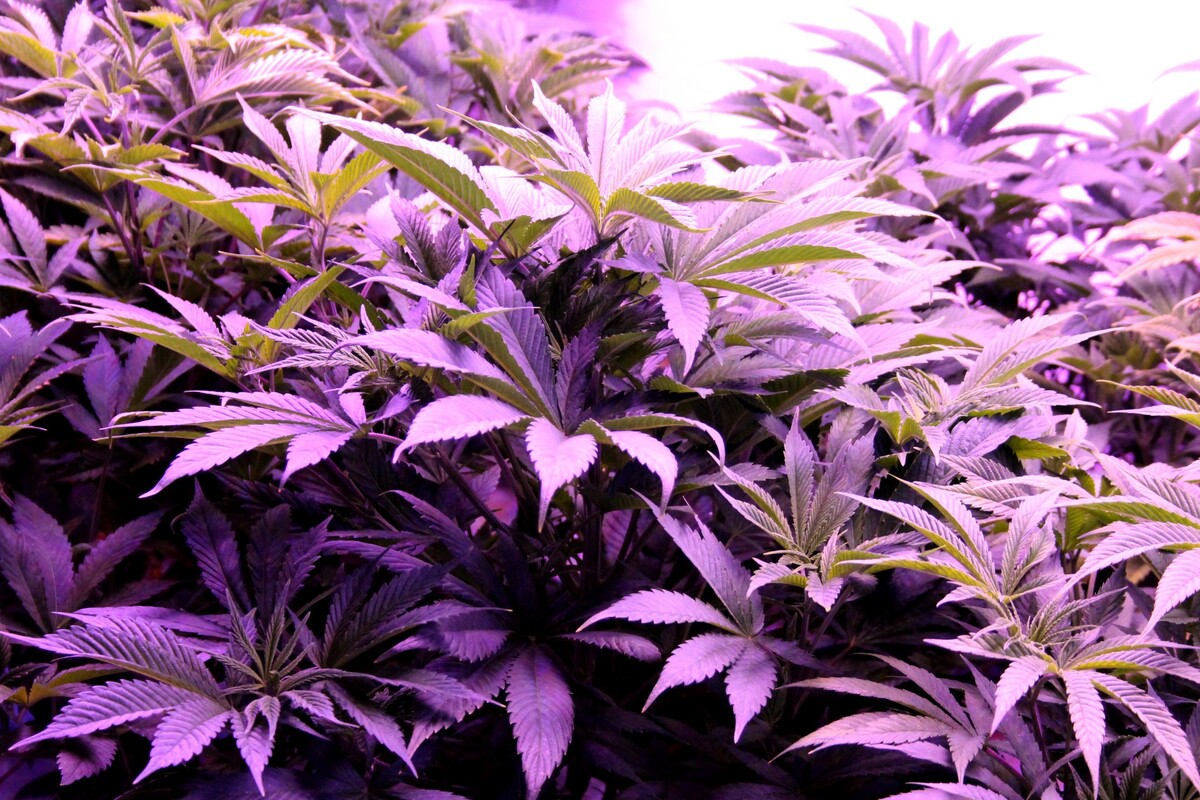 Bucksport grants local license to cannabis grow house that operated without one for years