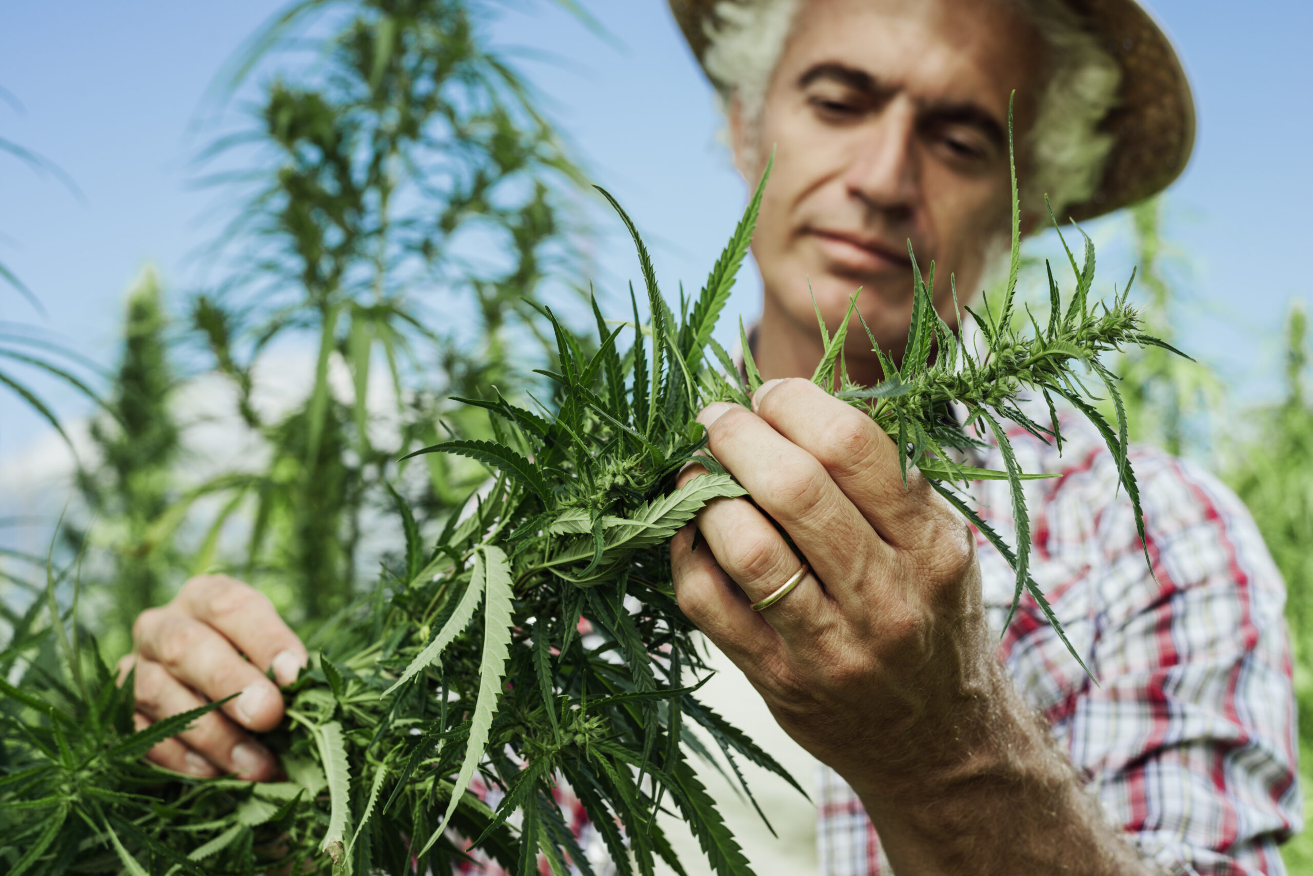 3 Reasons to Buy Green Thumb Industries Like There’s No Tomorrow 3 Reasons to Buy Green Thumb Industries Like There’s No Tomorrow