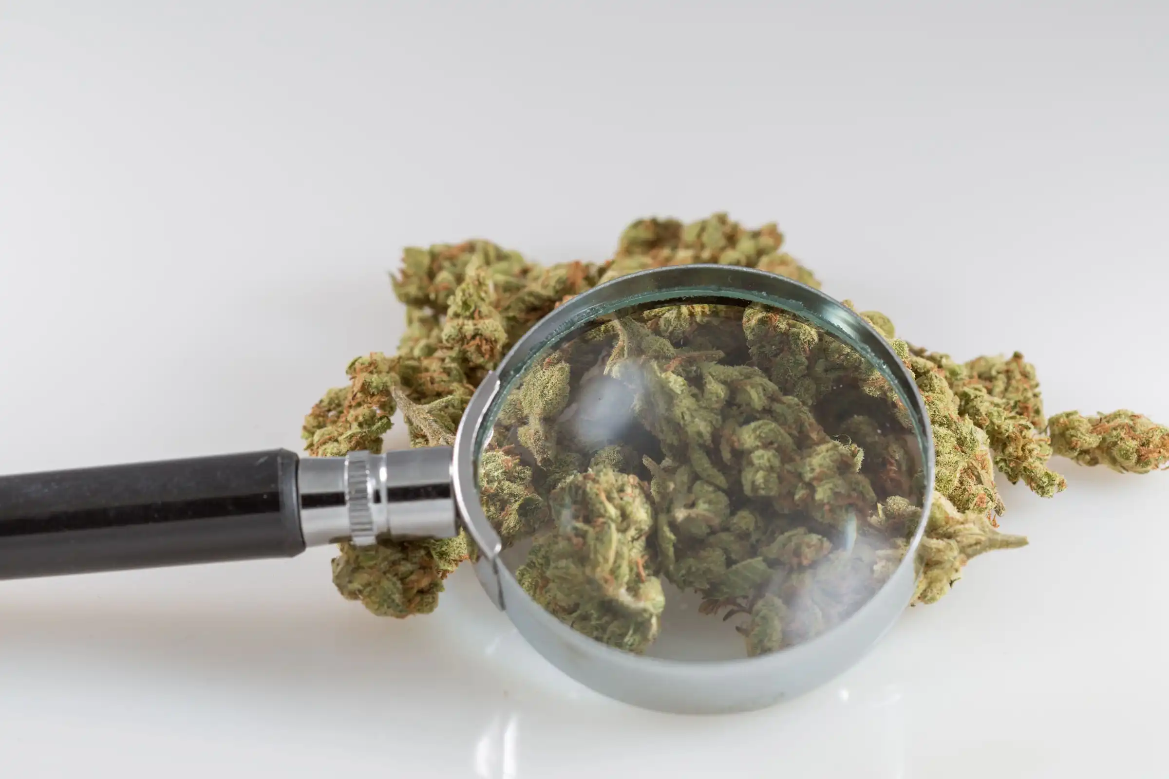 Federal Science Agency Adds New Cannabis Compounds To Its Library Of ‘Chemical Fingerprints’ Federal Science Agency Adds New Cannabis Compounds To Its Library Of ‘Chemical Fingerprints’