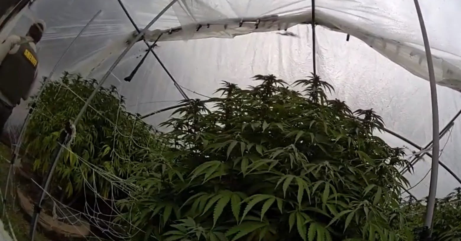 CDFW and NCSO Eradicate Nearly 15,000 Illegal Cannabis Plants – California Statewide Law Enforcement Association