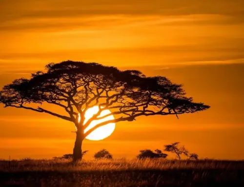 Renewables are the crossing point between Europe’s energy security and Africa’s investment ambitions