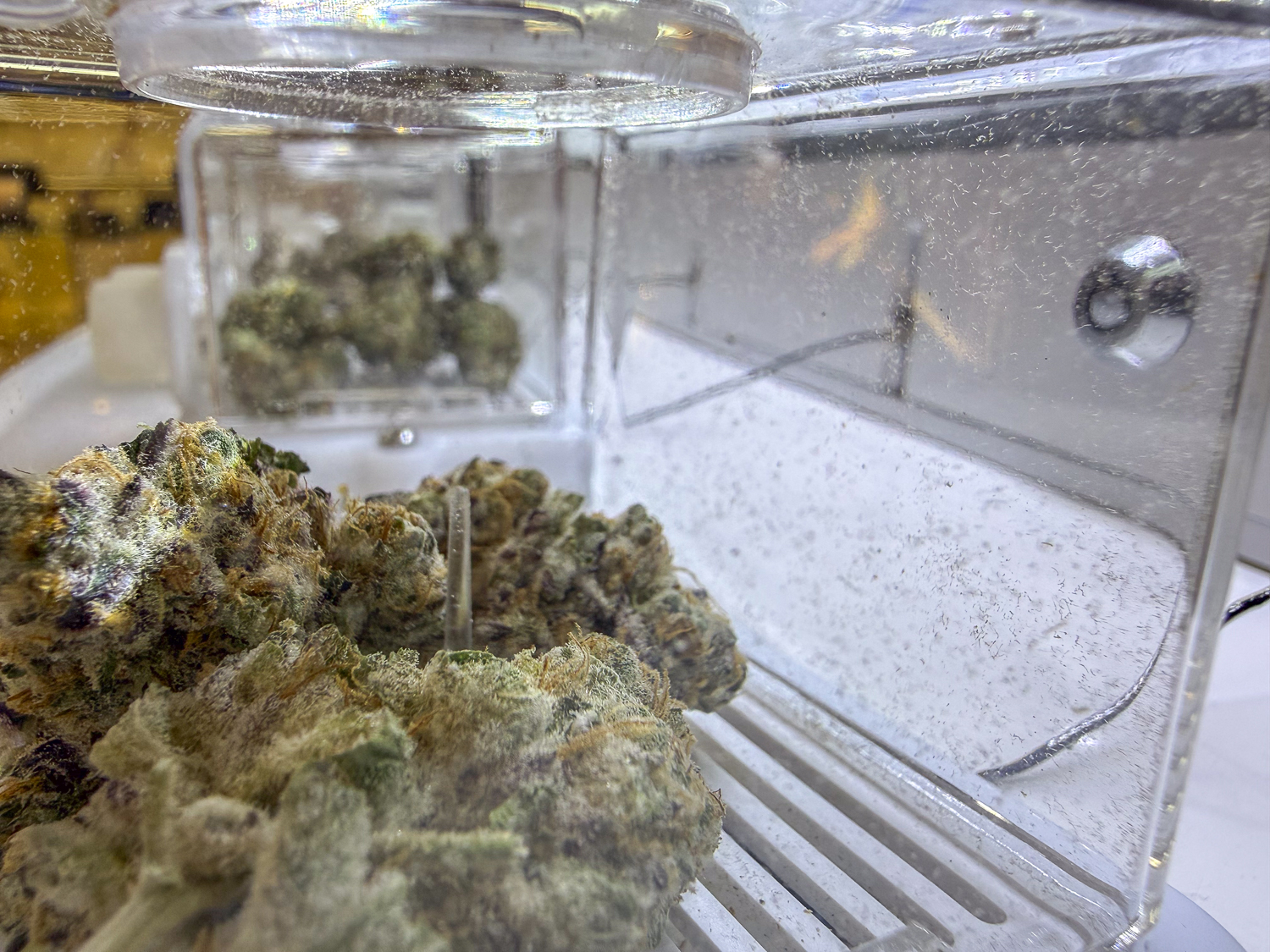 WA cannabis market faces pressure from federal changes and oversupply WA cannabis market faces pressure from federal changes and oversupply