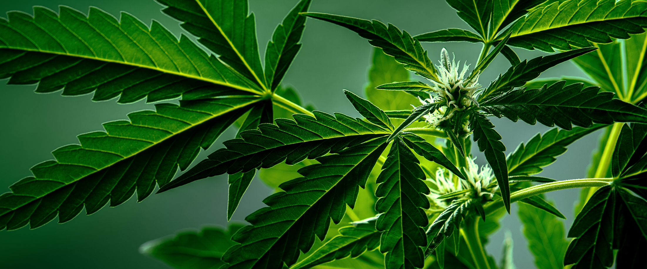 From cannabis to marijuana: The racializing of weed