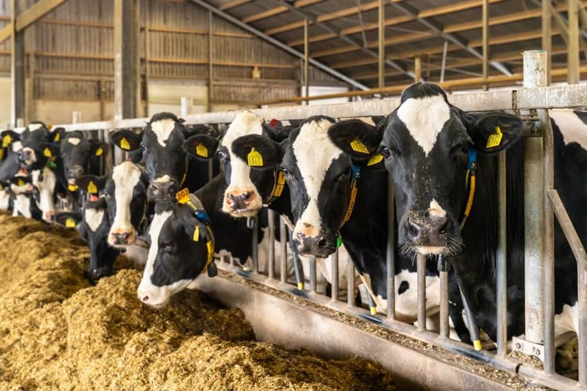 Clean Energy starts RNG production at Idaho dairy farm Clean Energy starts RNG production at Idaho dairy farm