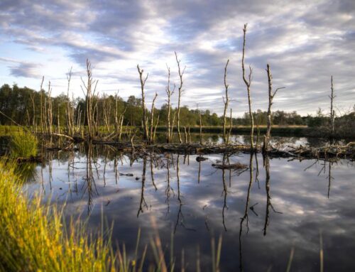 Swamp Tourism Continues To Connect Visitors With Louisiana’s Natural Environment And Cultural Heritage